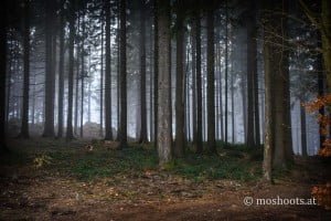 GIS - Wald mit Schatten