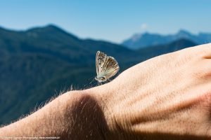 Schmetterling am Gipfelkreuz